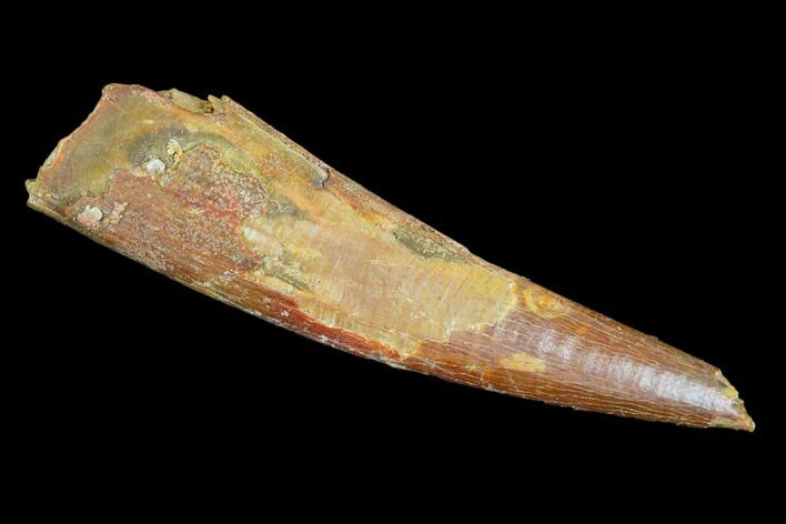 Pterosaur (Siroccopteryx) Tooth - Morocco #107955